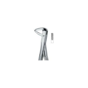 Incisors And Bicuspids